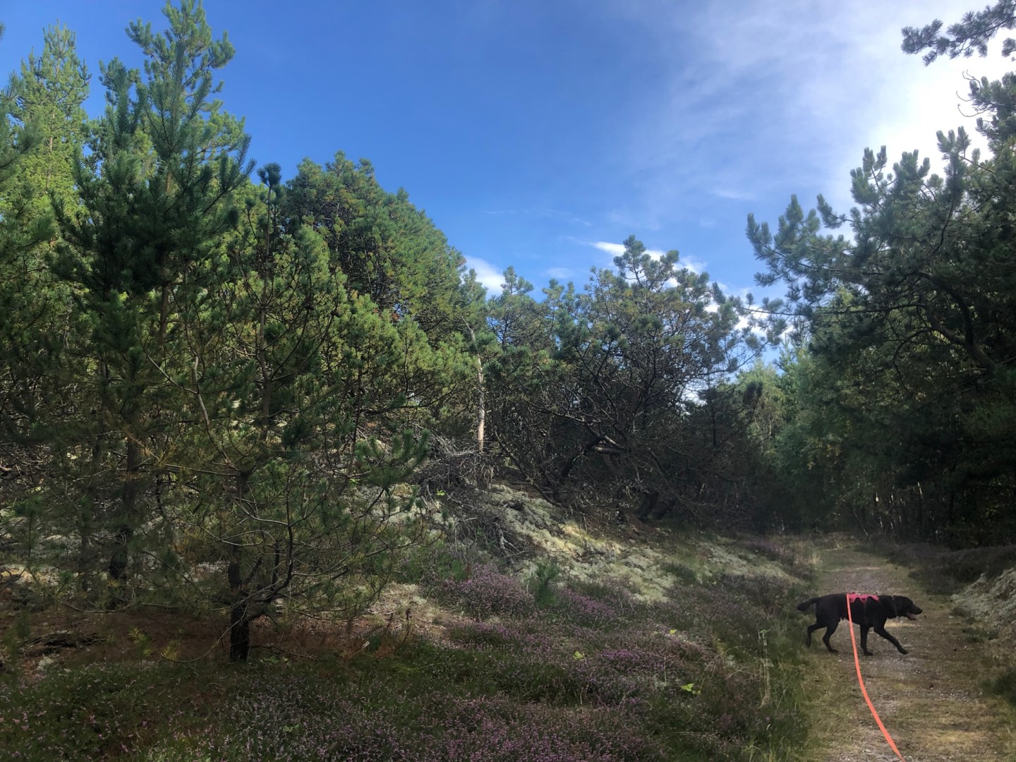 Was will man mehr. Nachdem Amarooq in Ringkøbing doch aufgeregt war, haben wir uns in Holstebro nur für eine kleine Runde entschieden....

https://www.vollmersweb.de/2025/holstebro-bilka-biltema-und-wald/