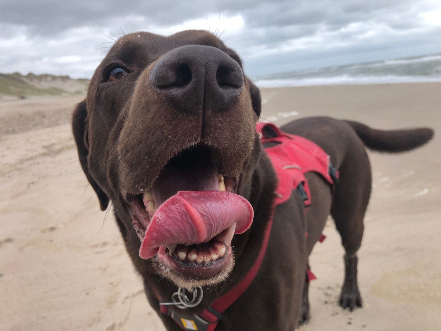 An diesem ersten Tag haben wir eigentlich nichts gemacht. So wirklich nichts. So absolut gar nichts. So ein "wir kaufen nur ein bisschen was ein und dann mit den Hunden an den Strand" gar nichts.

https://www.vollmersweb.de/2025/ruhe-und-strand/
